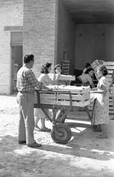 UVAS AMARGAS - ALMACENAMIENTO