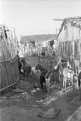 CROTONE - CABRAS ENTRE LOS CHALES