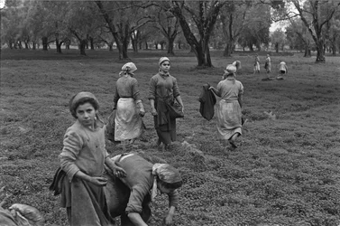 TRABAJO FEMENINO: RECOGIDA DE LA ACEITUNA EN CALABRIA