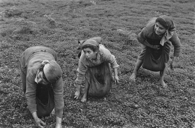 TRABAJO FEMENINO: RECOGIDA DE LA ACEITUNA EN CALABRIA