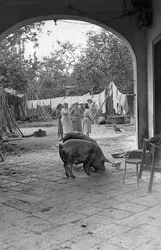 PROCESAMIENTO DEL CÁÑAMO, AL OTRO LADO DEL PATIO