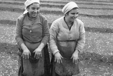 Recolectores de aceitunas