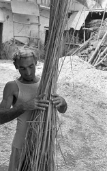 TRABAJANDO EL CÁÑAMO, LAS CÁNULAS LEÑOSAS