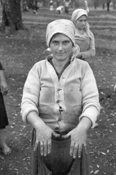 JOVEN RECOLECTOR DE ACEITUNAS