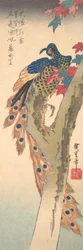 Un pavo real posado en un arce, hacia 1833.