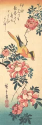 Lavandera Gris Oriental y Rosa