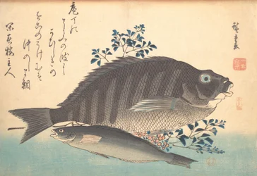 Shimadai y pez Ainame, de la serie Uozukushi Cada variedad de pez, 1840s