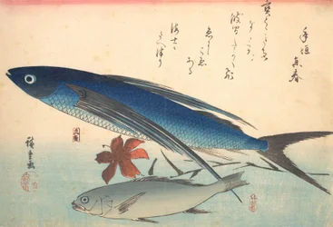 Tobiuo y pez Ishimochi, de la serie Uozukushi Cada variedad de pez, 1840s
