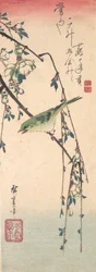 Reinita en una rama de ciruelo, ca. 1835