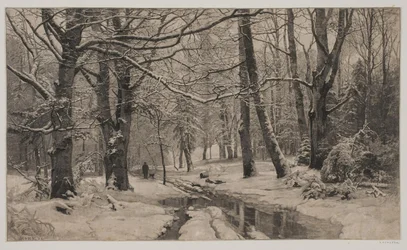 Día de invierno en un bosque