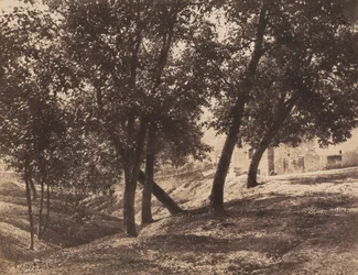 Árboles