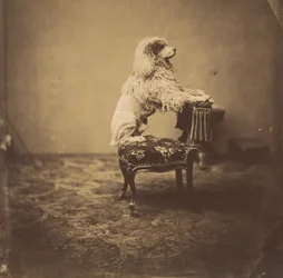 [El caniche de la emperatriz Eugenia], 1850s