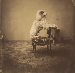 [Caniche de la Emperatriz Eugenia], 1850s
