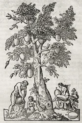 Árbol del pan, grabado por Andre Thevet, París, Francia