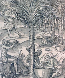 Habitantes de Cabo Verde haciendo bebidas de palmeras, grabado de Cosmología Universal, por Andre Thevet, París