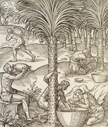 Habitantes de Cabo Verde haciendo bebidas de palmeras, grabado de Cosmología Universal, por Andre Thevet, París, África, 1575
