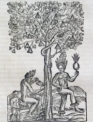 Nana fruit, planta medicinal tropical, grabado de Cosmología Universal, por André Thevet (1504-1592), París