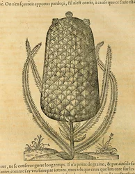 Piña (Ananas comosus), grabado por Andre Thevet