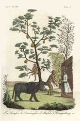 Planta de mostaza con escarabajos cochinilla, árbol del jackfruit, búfalo de agua y orangután. Cobre coloreado dibujado y grabado por Andrea Bernieri según François Solvyns de la obra de Giulio Ferrario Trajes antiguos y modernos de todos los pueblos del m