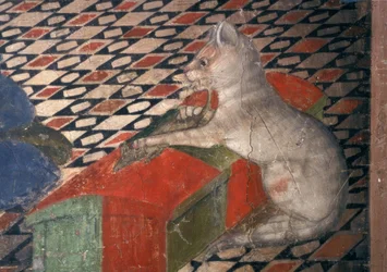 Catedral de Atri, gato