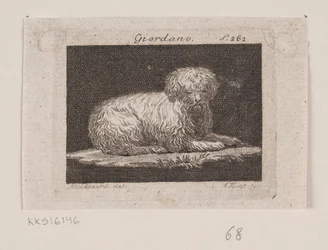 Giordano, un perro acostado