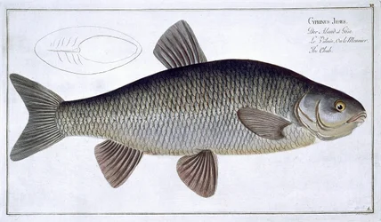 Chub (Cyprinus Jeses) lámina VI de 