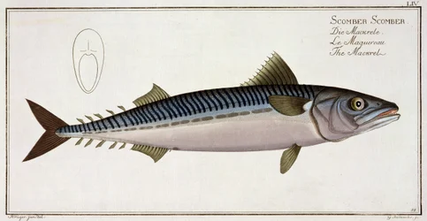 Caballa (Scomber Scomber) lámina LIV de 