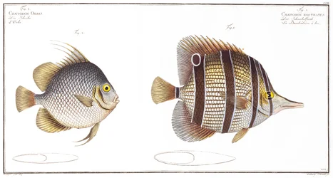 Pez Globo y Pez Pico, publicado por Black, c.1790