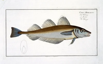Bacalao (Gadus Merlangus) lámina LXV de 