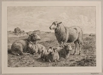 Danés: Ovejas y corderos en el campo