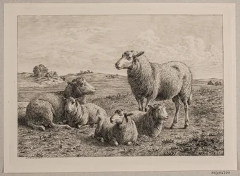 Ovejas y corderos en el campo