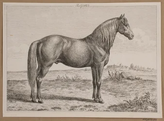 Rolf. Un caballo en el campo