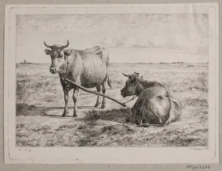 Dos vacas unidas