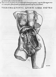Tabla anatómica de un busto femenino. Grabado en “Humani corporis fabrica libri septem” de Andrea Vesalio (1514-1564), médico de Carlos V., Bale 1543.