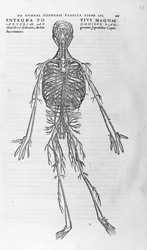 Andreas Vesalio (1514 - 1564), médico de Carlos V. “Humani corporis fabrica libri septem”, Basilea 1543.