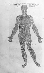 Andrea Vesalio (1514 - 1564), médico de Carlos V. “Humani corporis fabrica libri septem”, Basilea 1543.