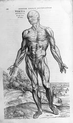 Andrea Vesalio (1514 - 1564), médico de Carlos V. “Humani corporis fabrica libri septem”, Basilea 1543.