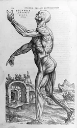 Andrea Vesalio (1514 - 1564), médico de Carlos V. “Humani corporis fabrica libri septem”, Basilea 1543.