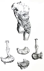 Las Placas del Quinto Libro de De Humani Corporis Fabrica