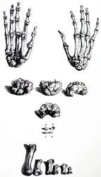 Las láminas del primer libro de De Humani Corporis Fabrica