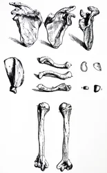 Las láminas del primer libro de De Humani Corporis Fabrica
