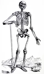 Las láminas del primer libro de De Humani Corporis Fabrica