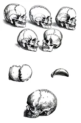 Las láminas del primer libro de De Humani Corporis Fabrica de Andreas Vesalius, (1514-1564)