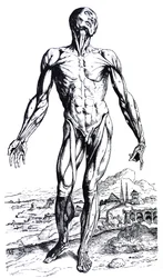 Las placas del segundo libro de De Humani Corporis Fabrica