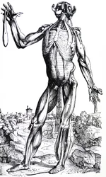 Las Placas del Segundo Libro de De Humani Corporis Fabrica