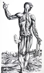 Las Placas del Segundo Libro de De Humani Corporis Fabrica