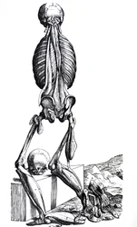 Las láminas del segundo libro de De Humani Corporis Fabrica