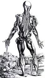 Las láminas del segundo libro de De Humani Corporis Fabrica