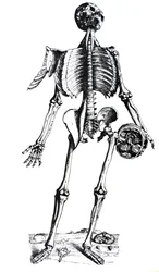 Las Placas del Séptimo Libro de De Humani Corporis Fabrica