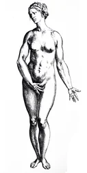 Las Placas del Séptimo Libro de De Humani Corporis Fabrica